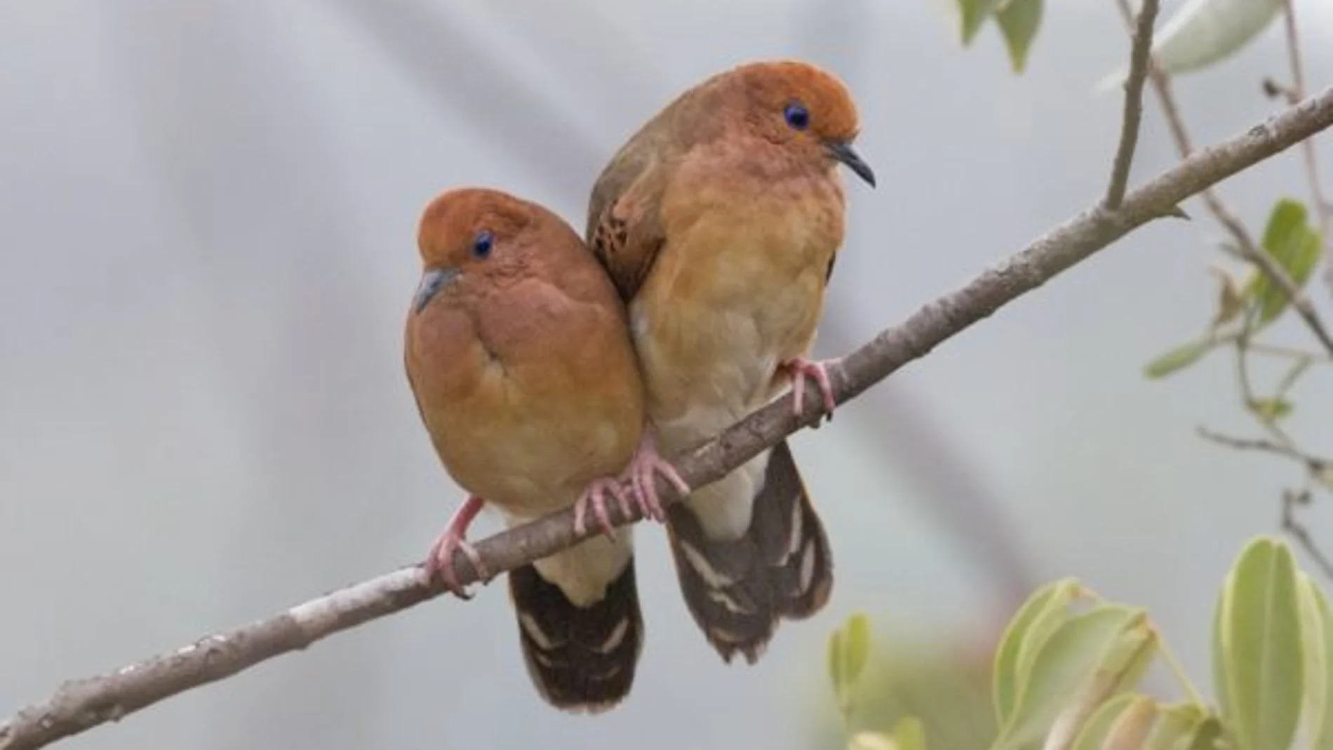 Redescubren una especie de ave brasileña «rara» que se creía extinta hace 75 años