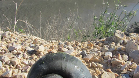 Un ejemplar de caracol manzana recogido del Ebro por voluntarios