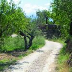 Las vías pecuarias recorren de norte a sur la Comunitat Valenciana. Su conservación las han convertido en corredores ecológicos donde habitan importantes especies de flora y fauna