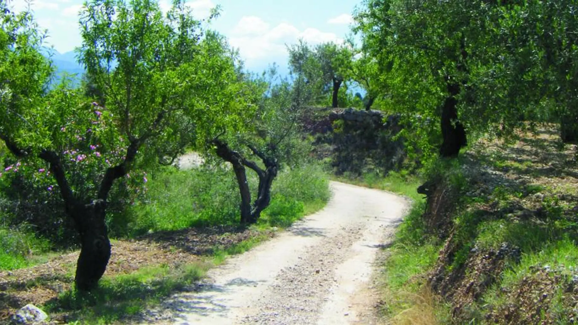 Las vías pecuarias recorren de norte a sur la Comunitat Valenciana. Su conservación las han convertido en corredores ecológicos donde habitan importantes especies de flora y fauna