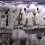 Chaquetas confeccionadas con piel de perro y de gato que se exponen en una tienda china