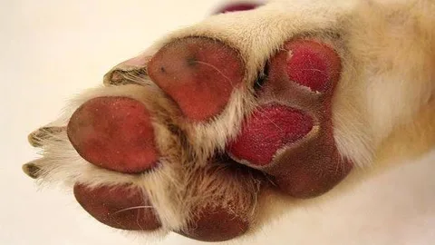 Almohadillas de un perro quemados por el asfalto ardiendo.