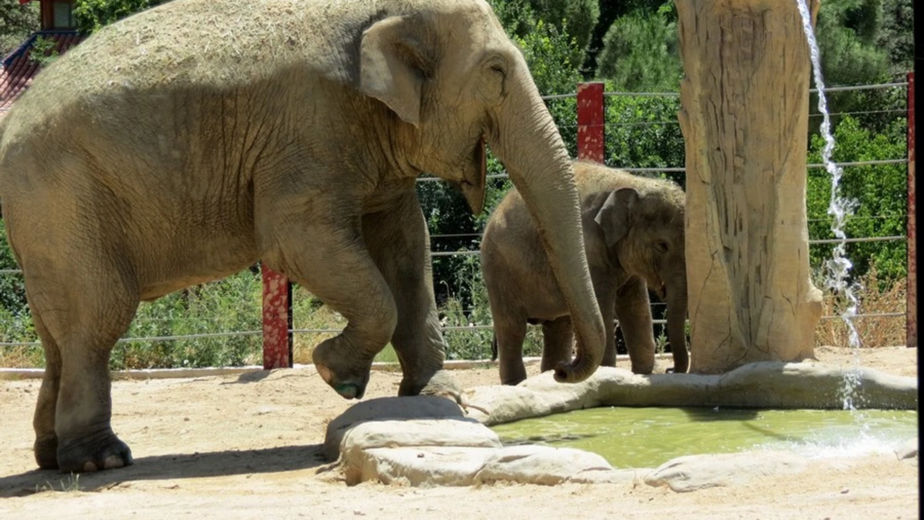 Buba y Jangoli, los elefantes asiáticos que emprenderán rumbo a Estepona