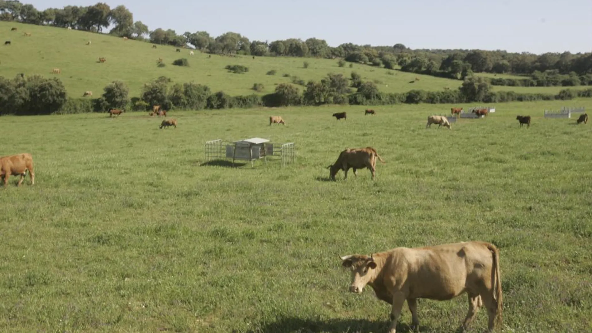 Muere una mujer de 57 años corneada por una vaca en Cantabria