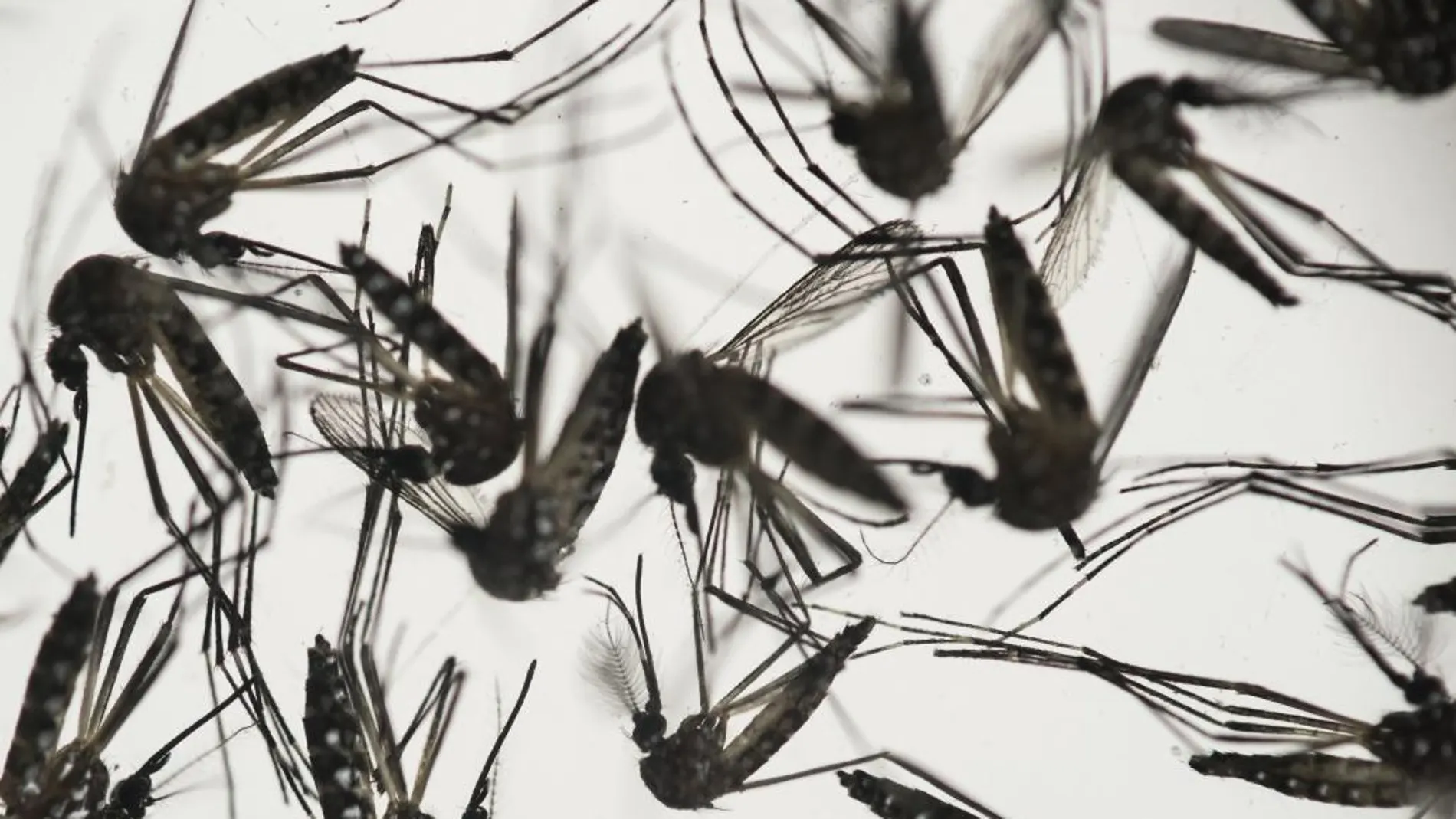 El mosquito Aedes aegypti, responsable de la transmisión del virus zika