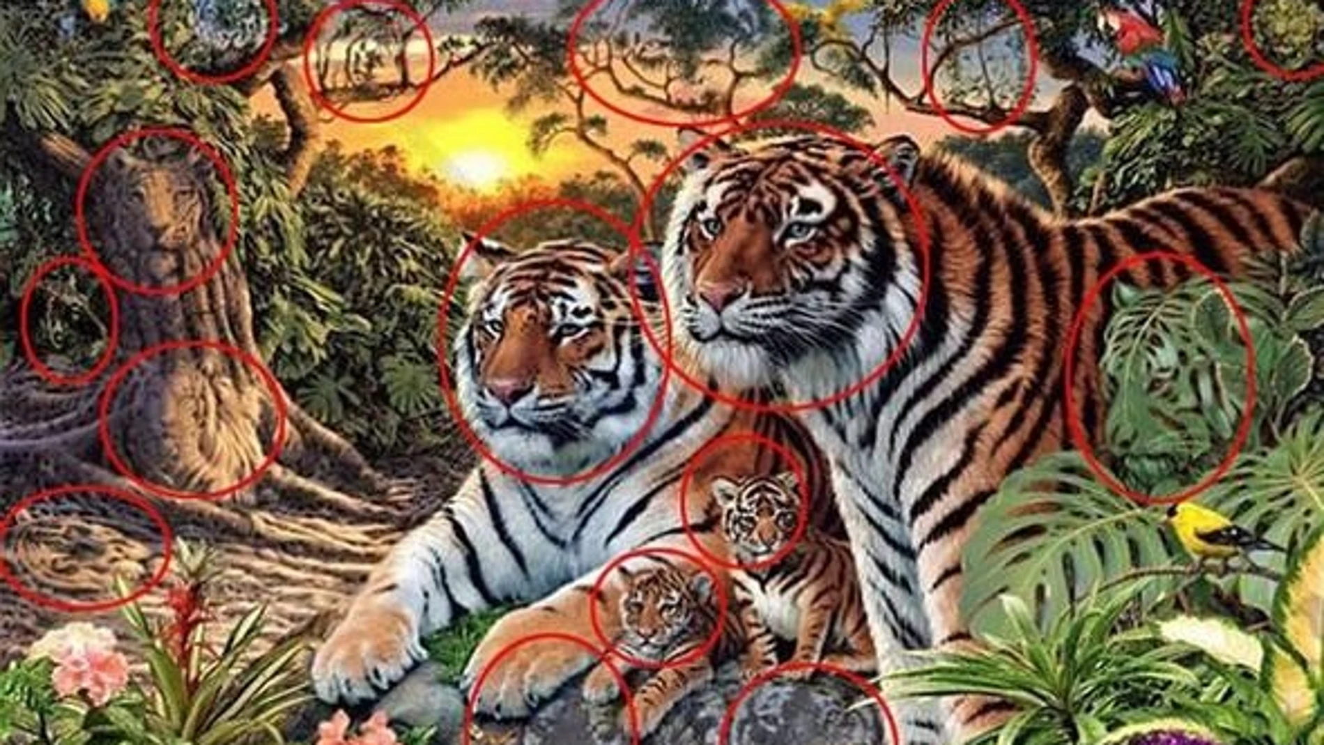 El nuevo reto que se ha hecho viral: ¿Cuántos tigres ves en la imagen?