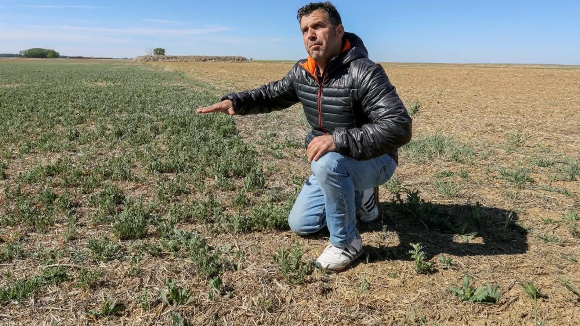 Un agricultor de la localidad palentina de Autillo de Campos, muestra el mal estado del cultivo de veza en su pueblo