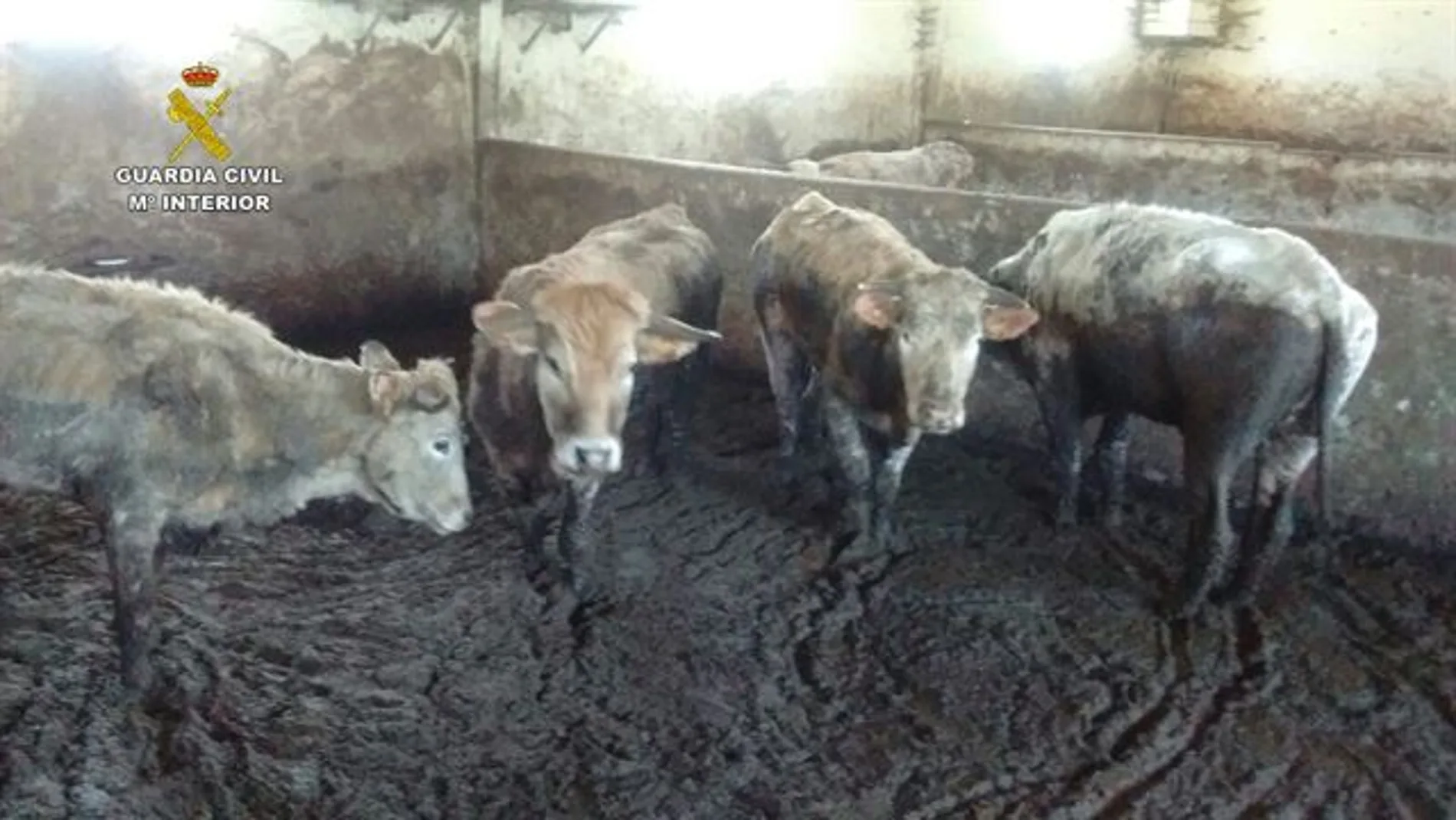 Detenido un ganadero por dejar morir de hambre y de sed a 21 vacas