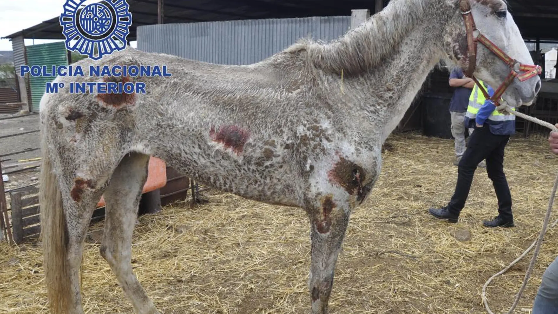 Detenidos los propietarios de 22 caballos y cuatro perros desnutridos en Málaga