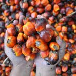 El aceite de palma adquiere contaminantes en su proceso de refinado