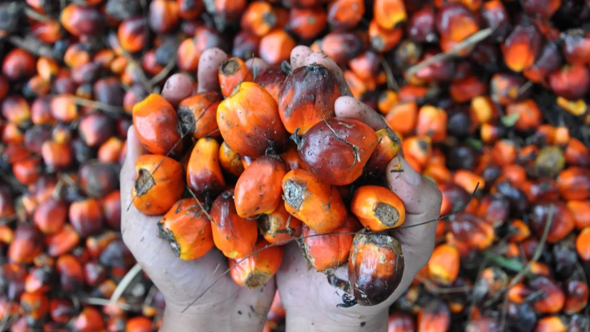 El aceite de palma adquiere contaminantes en su proceso de refinado