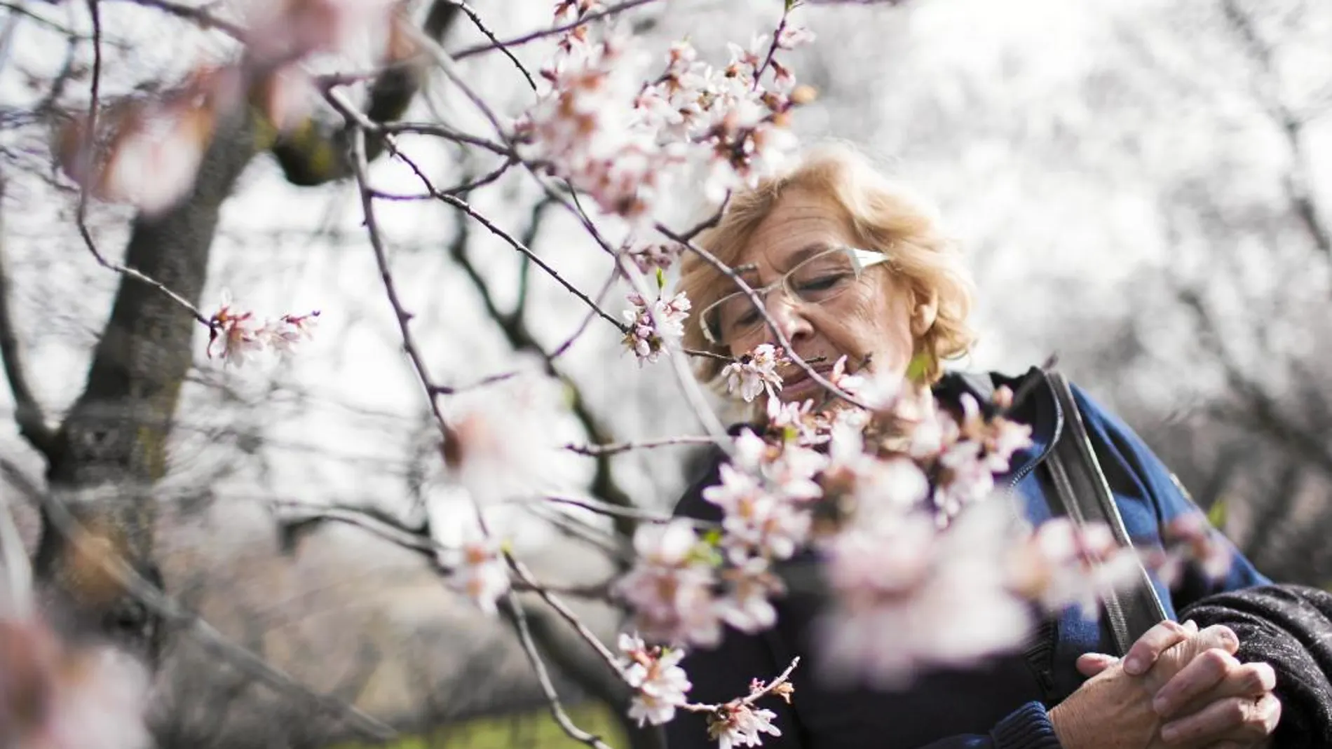 La alcaldesa visitó ayer la Quinta de los Molinos, donde pudo disfrutar de sus almendros, que ya están en flor
