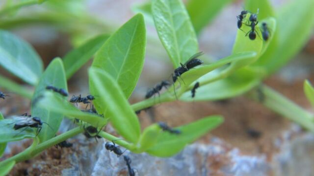 Hormigas fotografiadas en un jardín, en una imagen de archivo