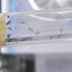 La edición genética podría reducir los mosquitos hembras, culpables de transmitir el zika