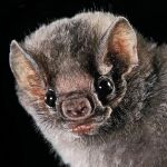 El Diphylla ecaudata, es una de las tres especies de murciélago que se alimentan de sangre humana