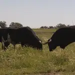  Muere el mayoral de una ganadería valenciana tras ser corneado por un toro