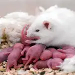 Las ratas también tienen instinto paternal