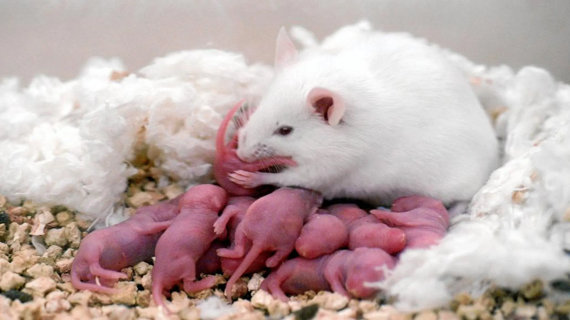 Los investigadores de Japón midieron los niveles de c-Fos, un indicador de la actividad neuronal en los ratones