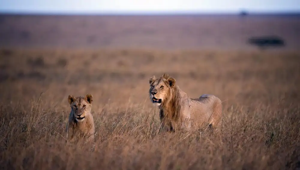 Un grupo de leones en la reserva natural Maasai Mara (Kenia)