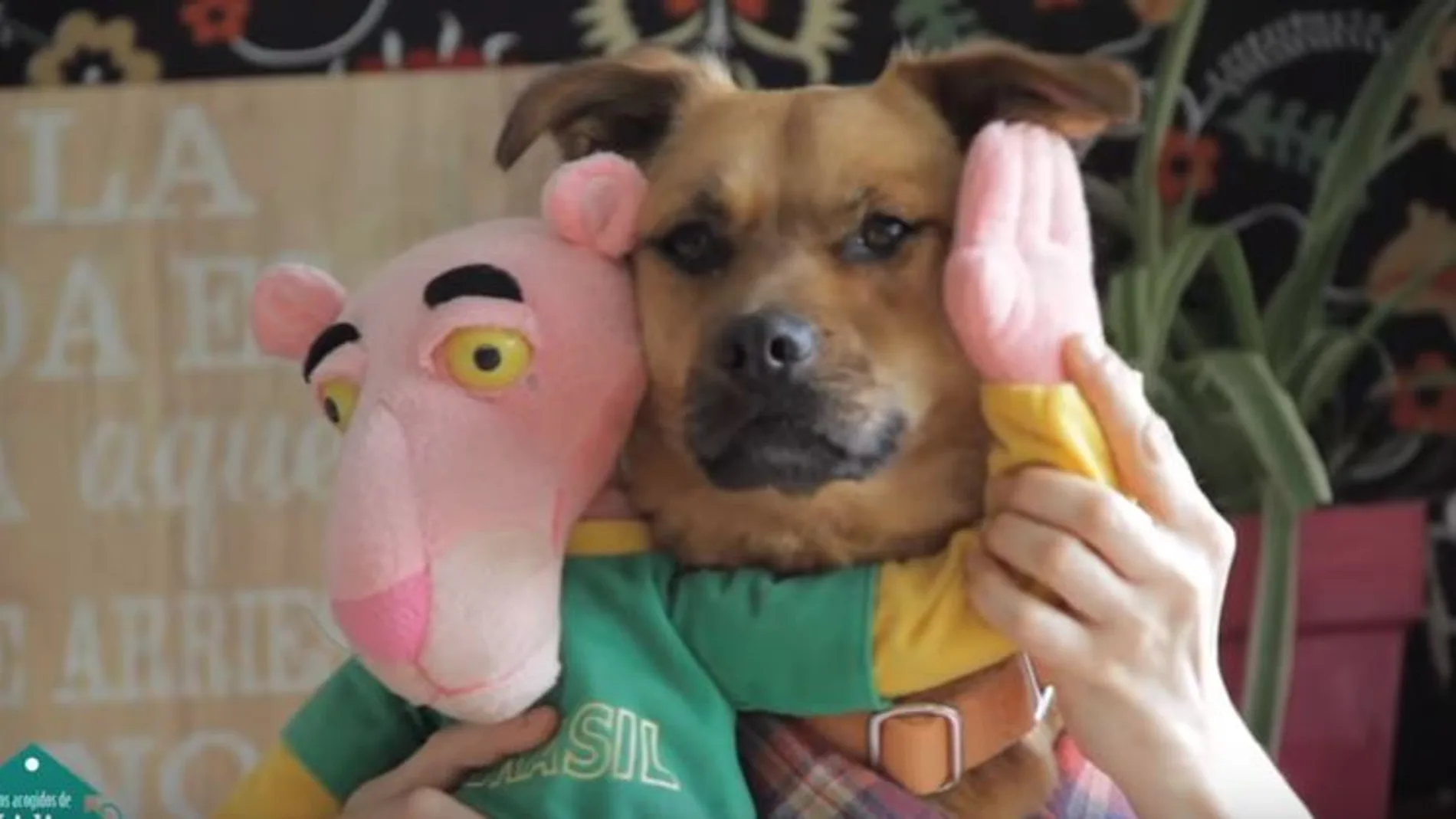 Fotograma del vídeo de la asociación canina