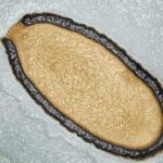 Los virus, como el de al imagen, son un ejemplo de microbiomas