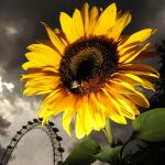 El sol, la nueva «gasolina» del futuro