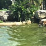 El tigre intentando cazar al patito