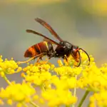  La avispa mandarina, el insecto que asusta a los apicultores