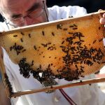 Un apicultor observa unas abejas en una imagen tomada en Berlín