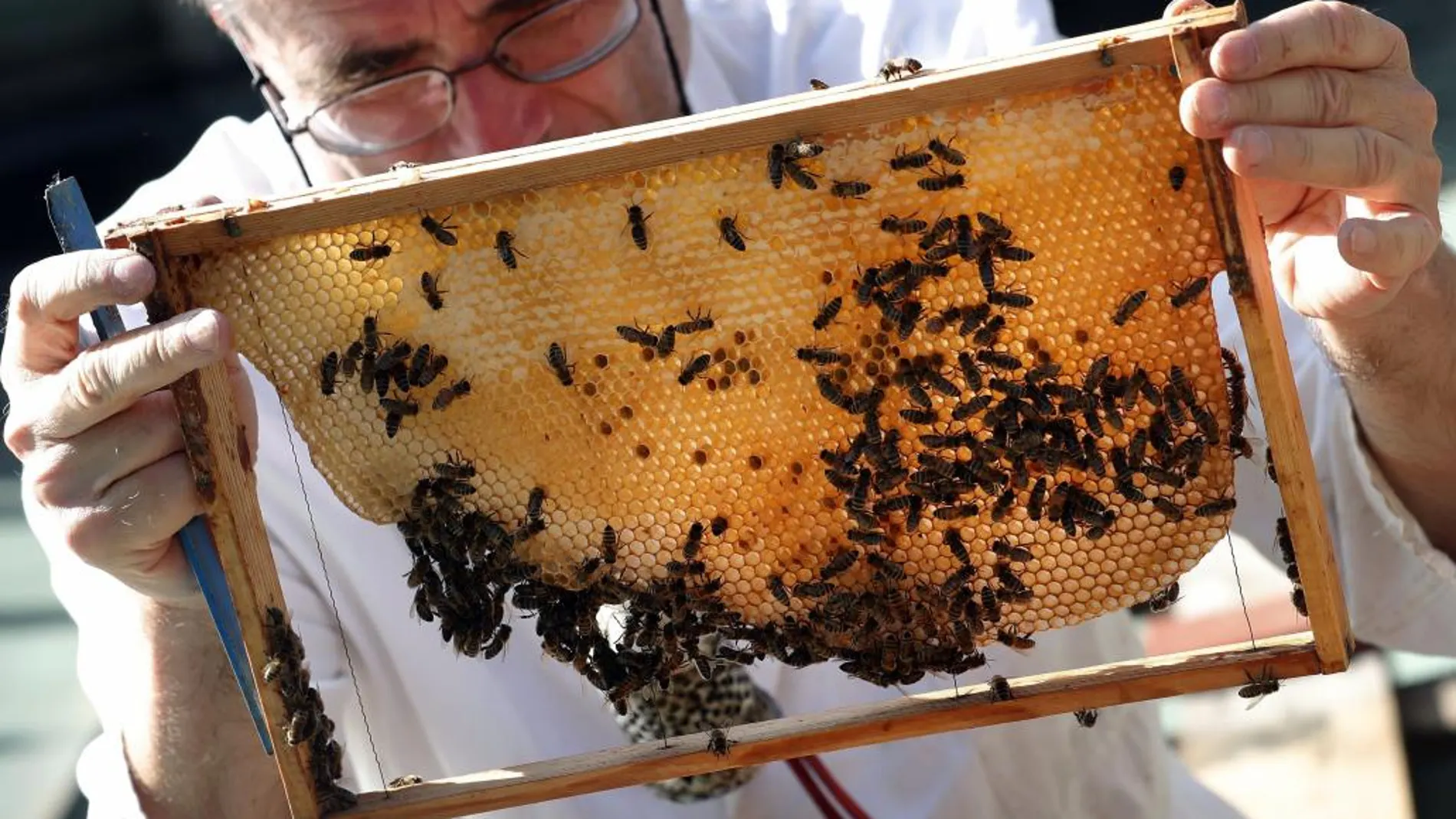 Un apicultor observa unas abejas en una imagen tomada en Berlín
