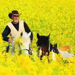 ¿Parecería un vaquero en Estados Unidos, no es así? En realidad es un agricultor que atraviesa un campo cultivado de colza en un terreno cercano a Quintana del Castillo (León).