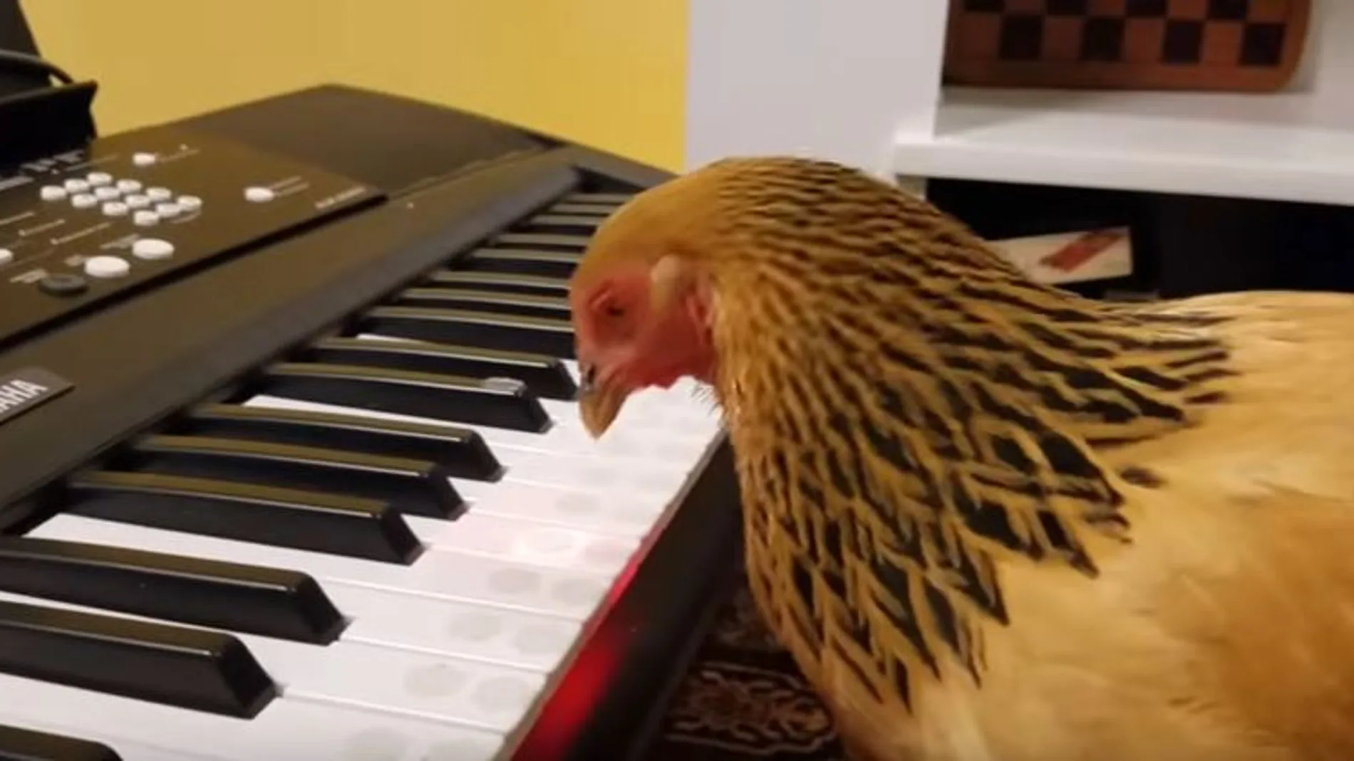 La gallina pianista que triunfa en Youtube