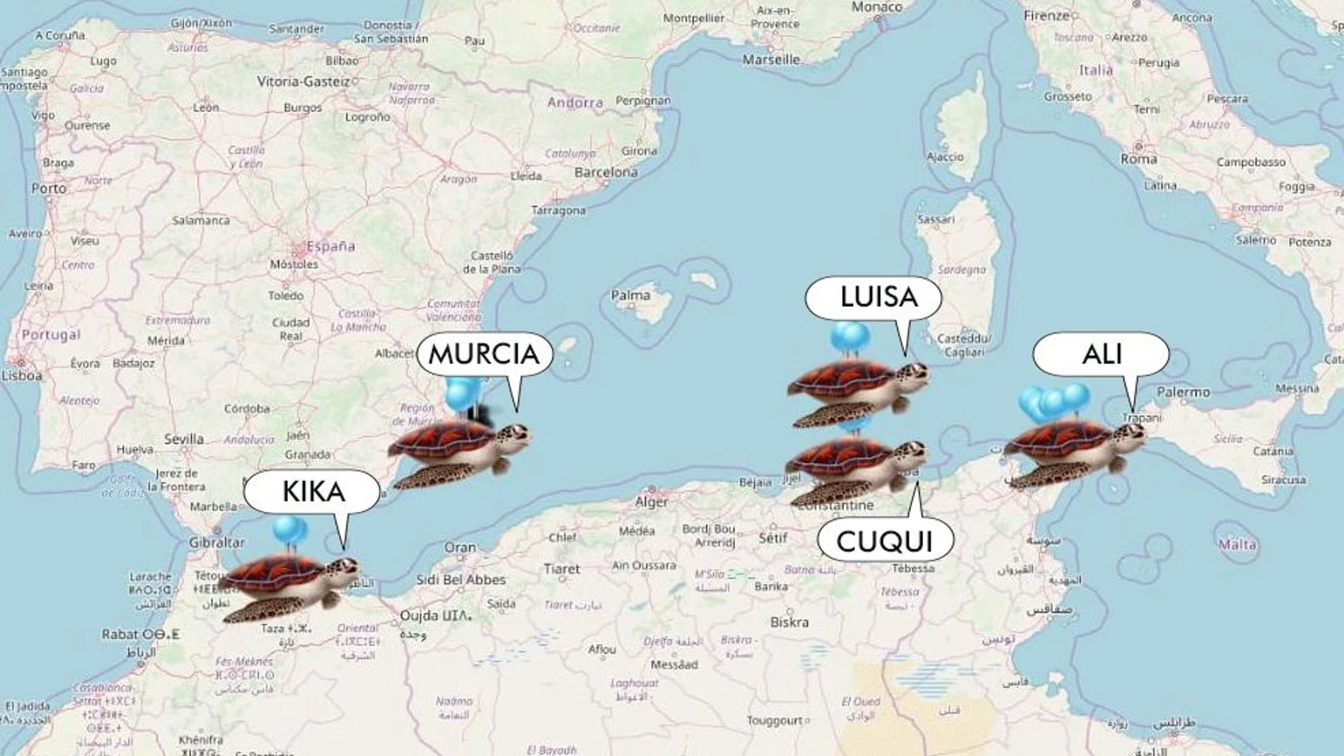 El Oceanogràfic sigue a las tortugas liberadas en Murcia