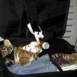 Las mafias que trafican con animales les someten a situaciones en las que muchos pierden la vida antes de llegar a su destino