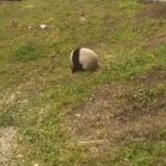 ¿Un panda sin cabeza? No se alerten, es sólo una cría jugando a dar volteretas