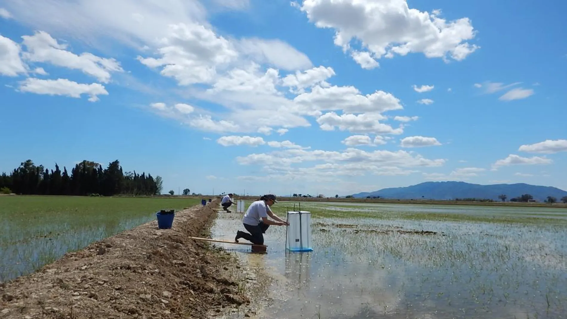Arroz en el Delta del Ebro