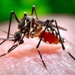 La picadura de un mosquito tigre causa del contagio
