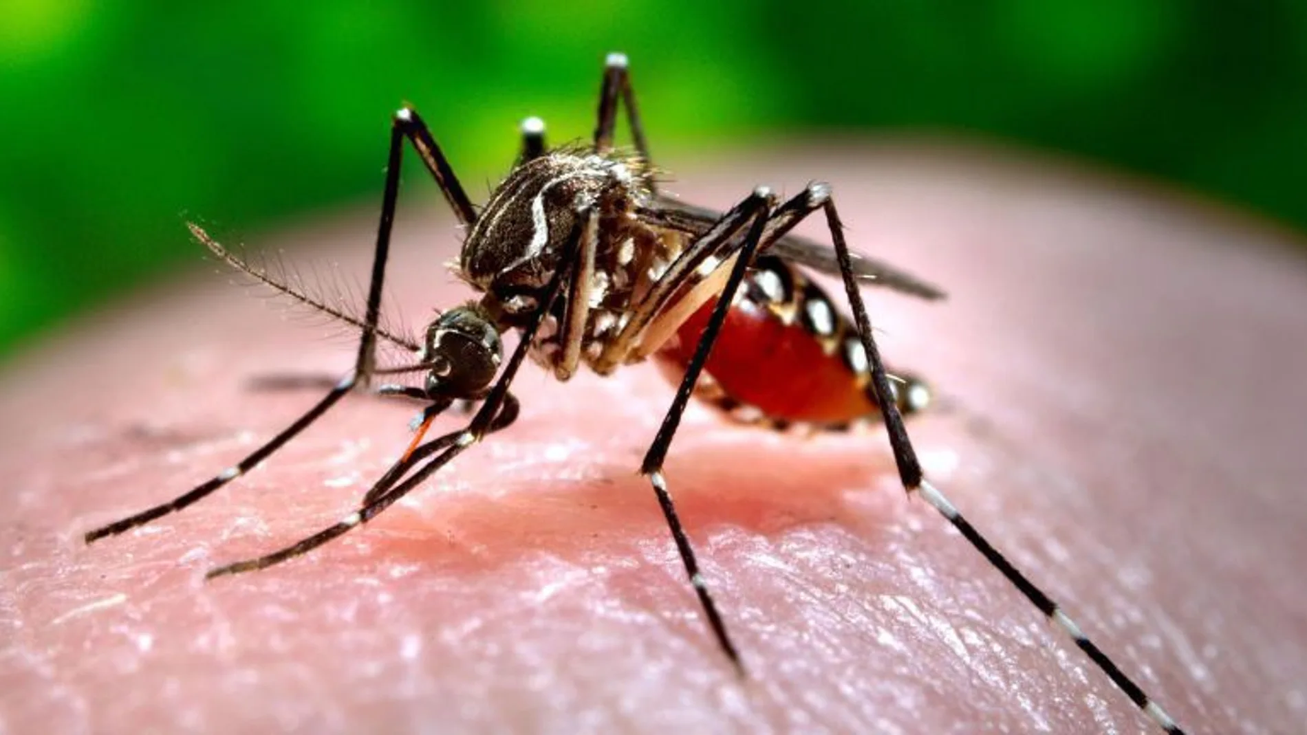La picadura de un mosquito tigre causa del contagio