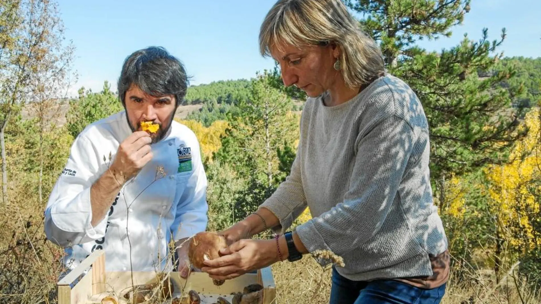 Un cocinero y una micóloga mientras buscan setas en un pinar dentro de las actividades ofrecidas por el congreso «Soria Gastronómica»