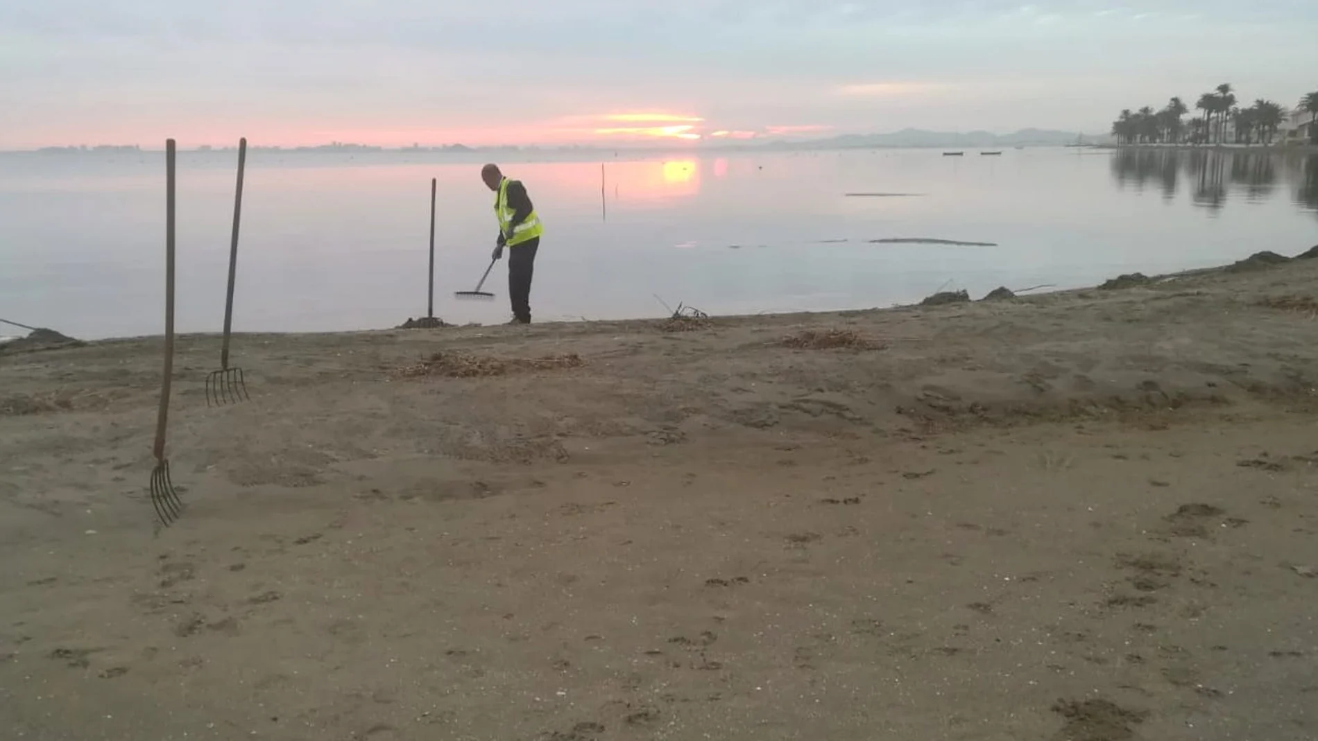Uno de los miembros del operativo de limpieza de espacios naturales costeros y del entorno del Mar Menor retirando las algas y cañas acumuladas en la laguna. Imagen de archivo