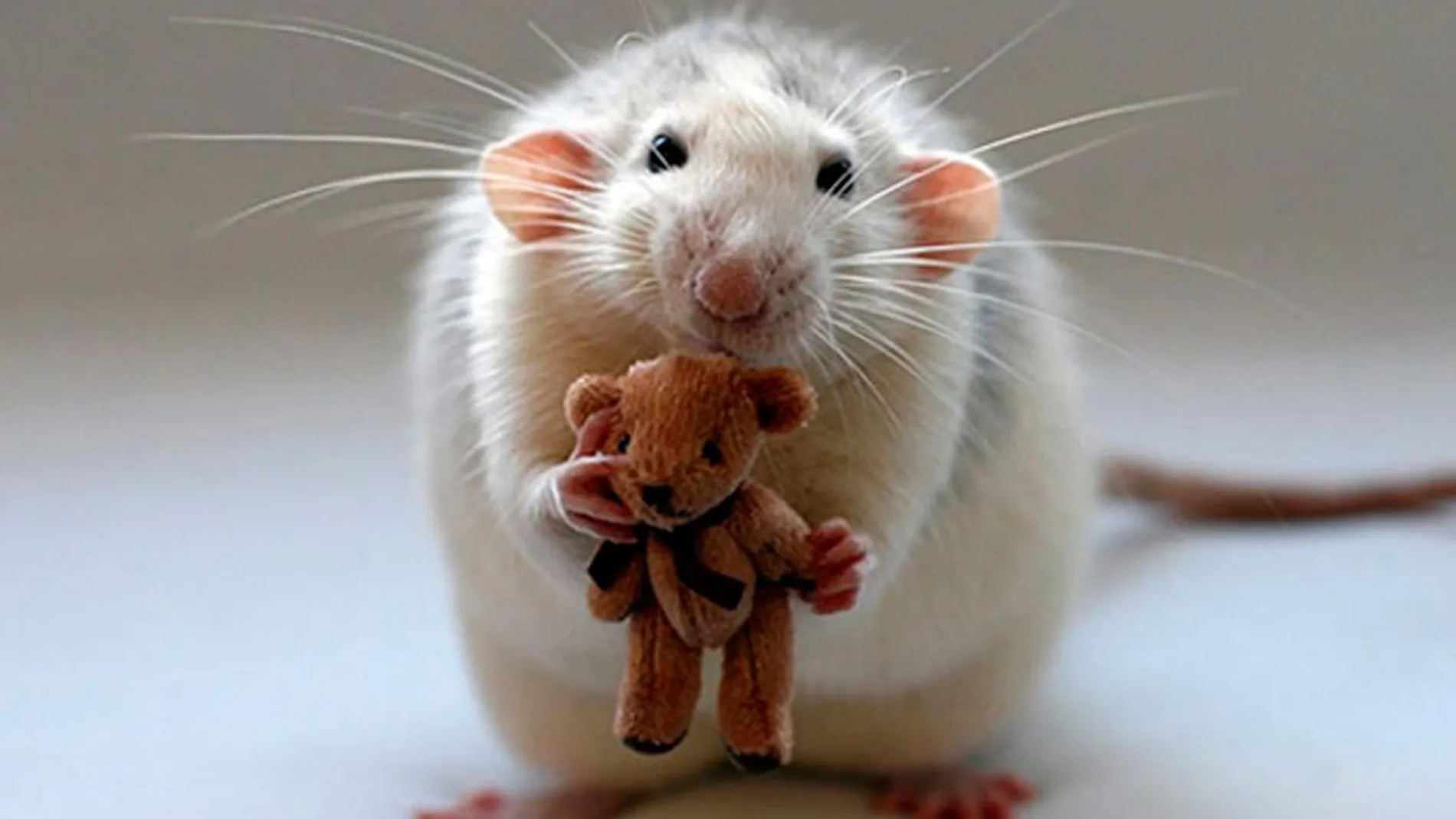 Imagen de archivo de un ratón