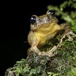 Los expertos alertan de que los anfibios se enfrentan a su peor amenaza de extinción