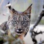 Un lince en cautividad en el centro de cría de La Olivilla (Jaén)