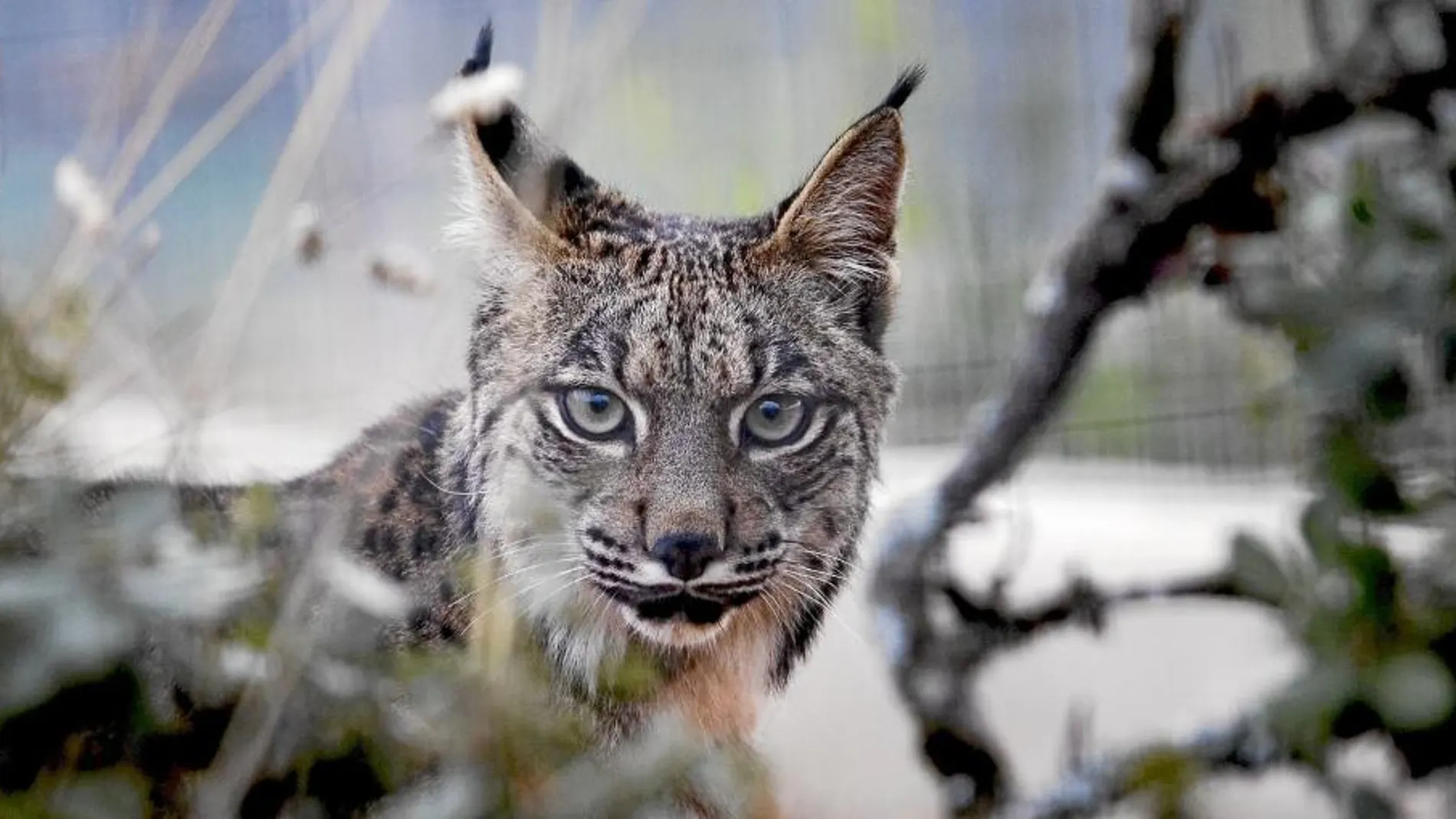 Un lince en cautividad en el centro de cría de La Olivilla (Jaén)