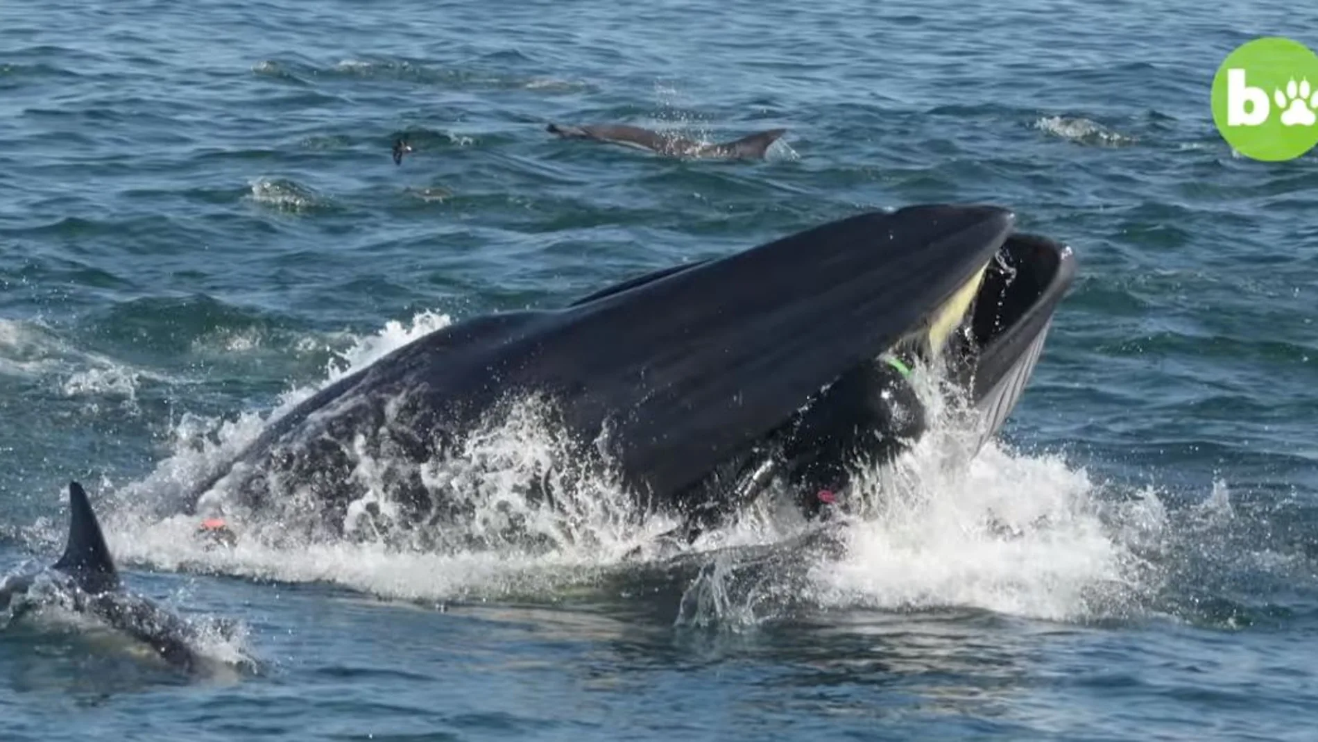 Sus compañeros grabaron desde el barco cómo la ballena engullía a Schimpf