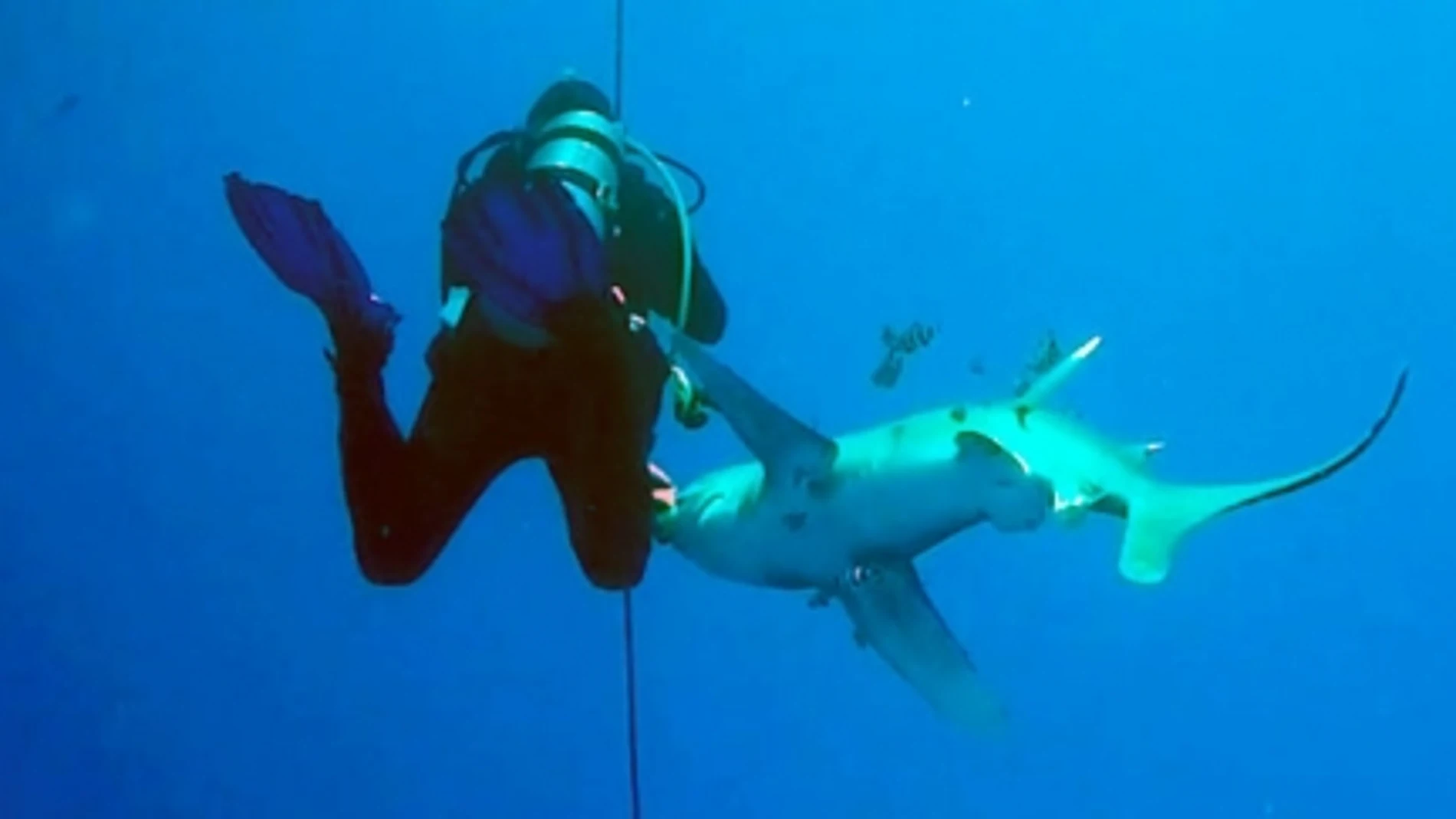 Los tiburones blancos oceánicos son famosos por su agresividad. Captura del vídeo