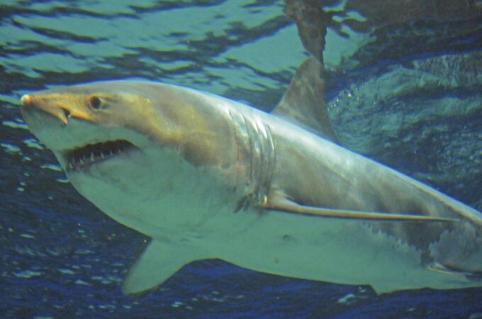 Imagen del tiburón blanco en el acuario nipón