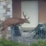 Un ciervo se refugia en un balcón de Llívia (Gerona) huyendo de los cazadores