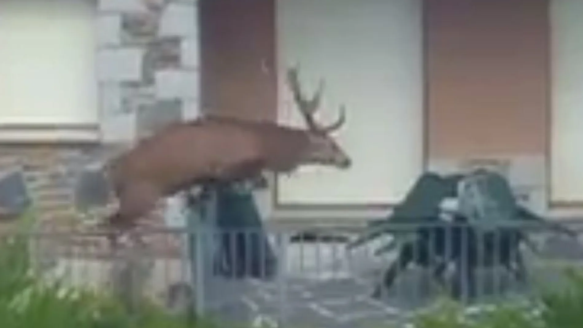 Un ciervo se refugia en un balcón de Llívia (Gerona) huyendo de los cazadores