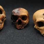 Imagen de archivo de cráneos de neandertales / CSIC